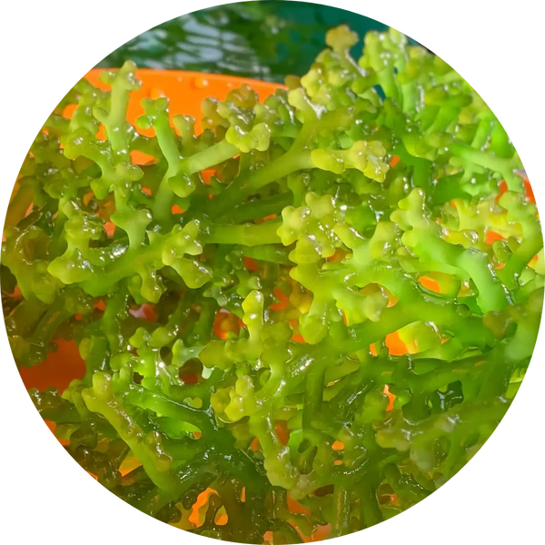 Wild Seamoss