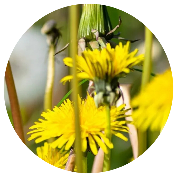 Dandelion