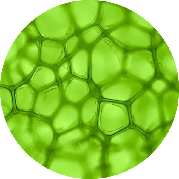 Chlorophyll