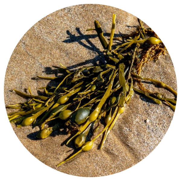 Bladder Wrack