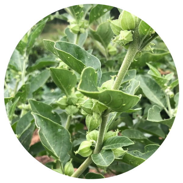 Ashwagandha