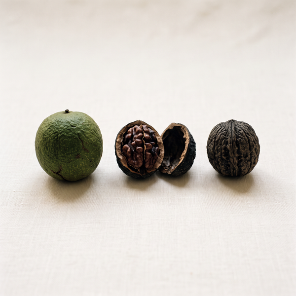 Black Walnut Hull